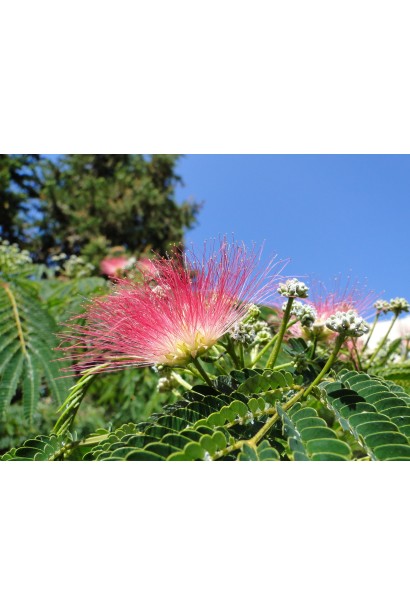 шовкова квітка